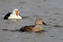 BUITEN BEELD Foto: 133456