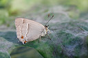 BUITEN BEELD Foto: 133476