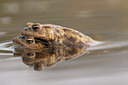 BUITEN BEELD Foto: 133520