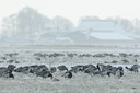 BUITEN BEELD Foto: 133523