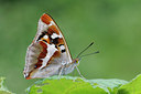 BUITEN BEELD Foto: 133532