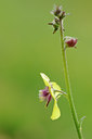 BUITEN BEELD Foto: 133549