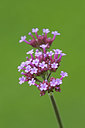 BUITEN BEELD Foto: 133685