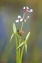 BUITEN BEELD Foto: 133696