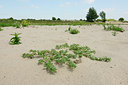 BUITEN BEELD Foto: 133729