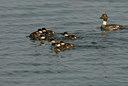 BUITEN BEELD Foto: 133744