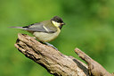 BUITEN BEELD Foto: 133765
