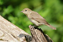 BUITEN BEELD Foto: 133770