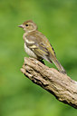 BUITEN BEELD Foto: 133777