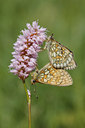 BUITEN BEELD Foto: 133789