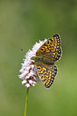 BUITEN BEELD Foto: 133812