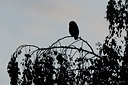 BUITEN BEELD Foto: 133823