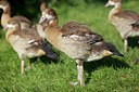 BUITEN BEELD Foto: 133883