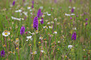 BUITEN BEELD Foto: 133900