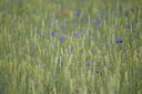 BUITEN BEELD Foto: 133919