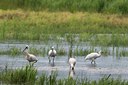 BUITEN BEELD Foto: 133992