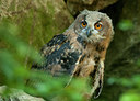 BUITEN BEELD Foto: 134104
