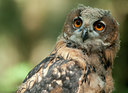 BUITEN BEELD Foto: 134105