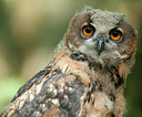 BUITEN BEELD Foto: 134106