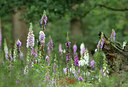 BUITEN BEELD Foto: 134142