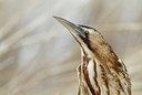 BUITEN BEELD Foto: 134302