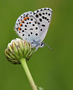 BUITEN BEELD Foto: 134341