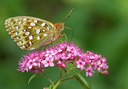 BUITEN BEELD Foto: 134345