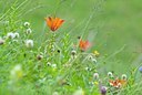 BUITEN BEELD Foto: 134551