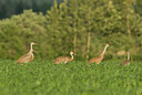 BUITEN BEELD Foto: 134578