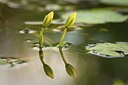 BUITEN BEELD Foto: 134688