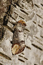 BUITEN BEELD Foto: 134708