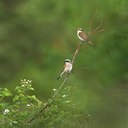 BUITEN BEELD Foto: 134876