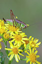 BUITEN BEELD Foto: 134931