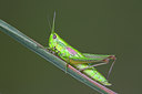 BUITEN BEELD Foto: 134935