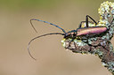 BUITEN BEELD Foto: 134988