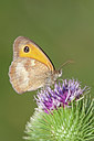 BUITEN BEELD Foto: 134990