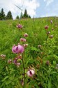 BUITEN BEELD Foto: 135031