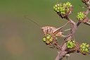 BUITEN BEELD Foto: 135053