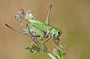 BUITEN BEELD Foto: 135109