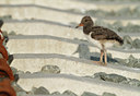 BUITEN BEELD Foto: 135192