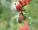 BUITEN BEELD Foto: 135842