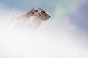 BUITEN BEELD Foto: 135870