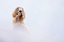 BUITEN BEELD Foto: 135882