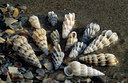 BUITEN BEELD Foto: 135930