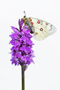 BUITEN BEELD Foto: 136049