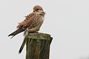 BUITEN BEELD Foto: 136223