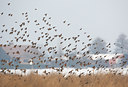 BUITEN BEELD Foto: 136230
