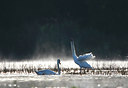 BUITEN BEELD Foto: 136239