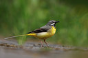 BUITEN BEELD Foto: 136267