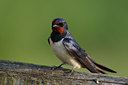 BUITEN BEELD Foto: 136271